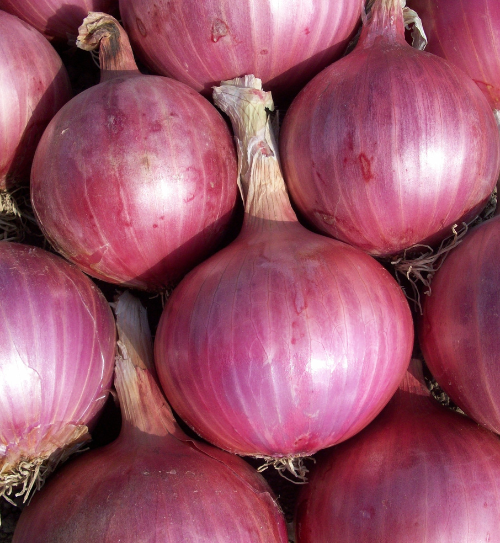 Connecting growers to distant markets: Pure & Perfect Storage enables consistent supply chain access through reliable cold storage in India.